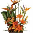 get well bird paradise flowers