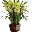 Cymbidium Orchid Plant